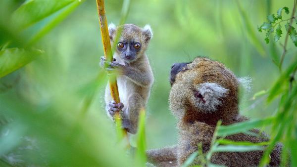 Bild 1 von 13: Eine Mutter und ihr Jungtier des Großen Bambuslemuren (Prolemur simus). Fossilien belegen, dass diese Art früher weite Teile der Insel besiedelte. Durch die massive Zerstörung der Bambuswälder kommt sie heute jedoch nur noch in wenigen kleinen Gebieten im Südosten Madagaskars vor.