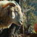 SHEEP