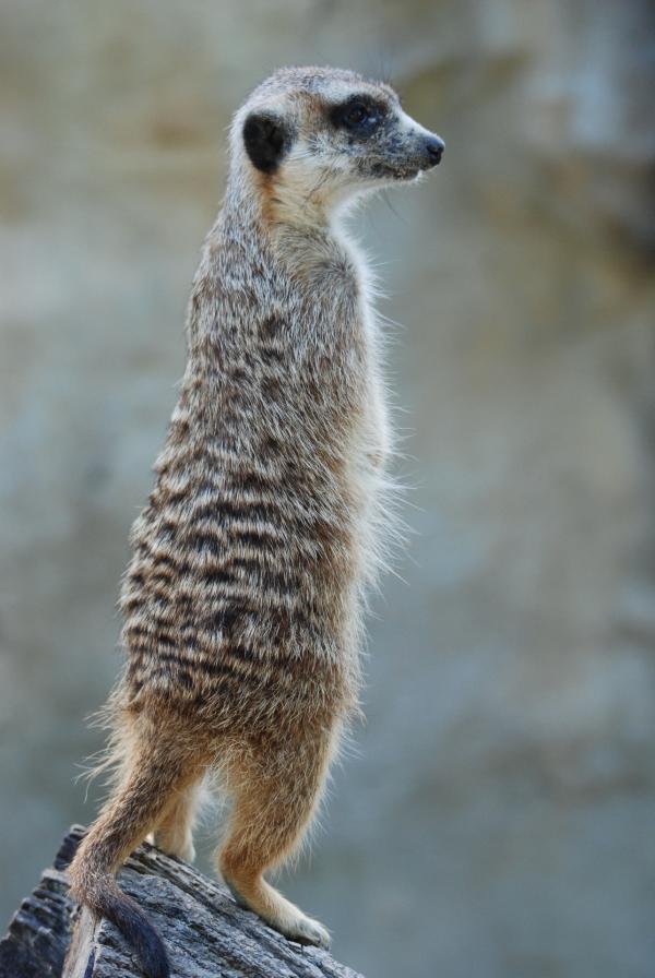 Bild 1 von 1: Ein Erdmännchen.