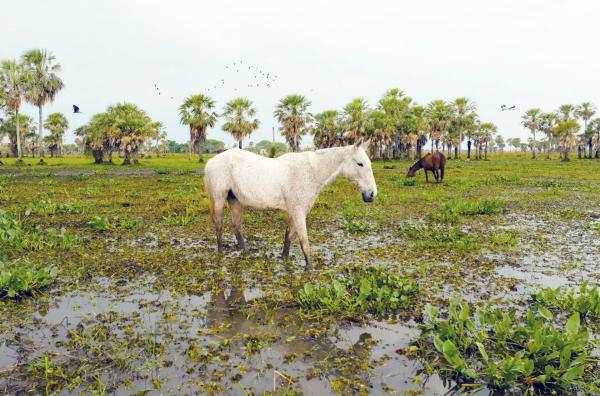 Bild 1 von 3: Im südwestlichsten Winkel des Landes liegt das Ñeembucú. Dieses einzigartige Sumpfgebiet ist eines der größten und artenreichsten Feuchtgebiete Südamerikas.