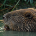 Wiener Wildnis. Die Rückkehr der Biber
