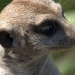Am Kap der wilden Tiere