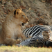 Safari-Paparazzi: Wildlife pur (3)