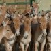 Abenteuer Wildnis