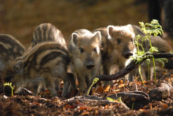 Bild 1 von 3: Wildschwein-Frischlinge.