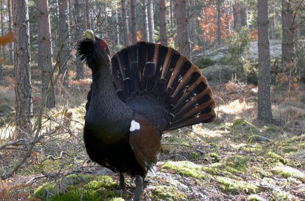 Bild 1 von 2: Der Auerhahn ist einer der scheuen Bewohner im Nordosten von Småland.