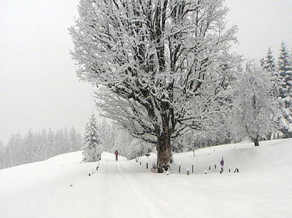 Bild 1 von 4: Im Bild: Andrea Hollenstein in Dornbirn Ebnit.