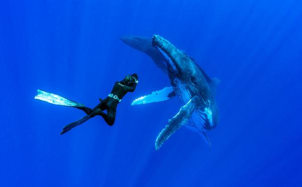 Bild 1 von 9: Im Gegensatz zum Menschen sind Buckelwale in den Tiefen des Meeres in ihrem Element.